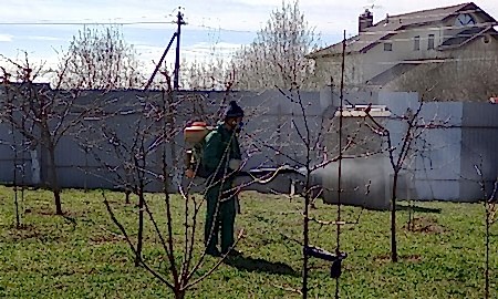 Опрыскивание сада весной