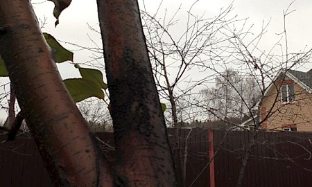 Зачистка коры помогает выявить болезни