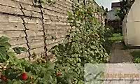 Малина на шпалере Малина на шпалере