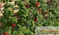 Урожай малины Урожай малины