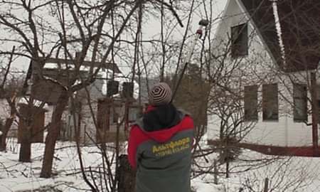 Обрезка плодовых деревьев весной
