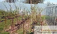 Обрезка малины весной