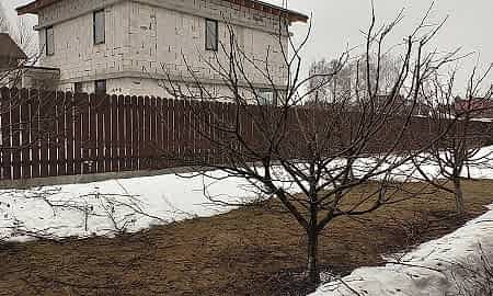 Обрезка молодых деревьев весной