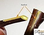 Кора и камбий должны совпадать
